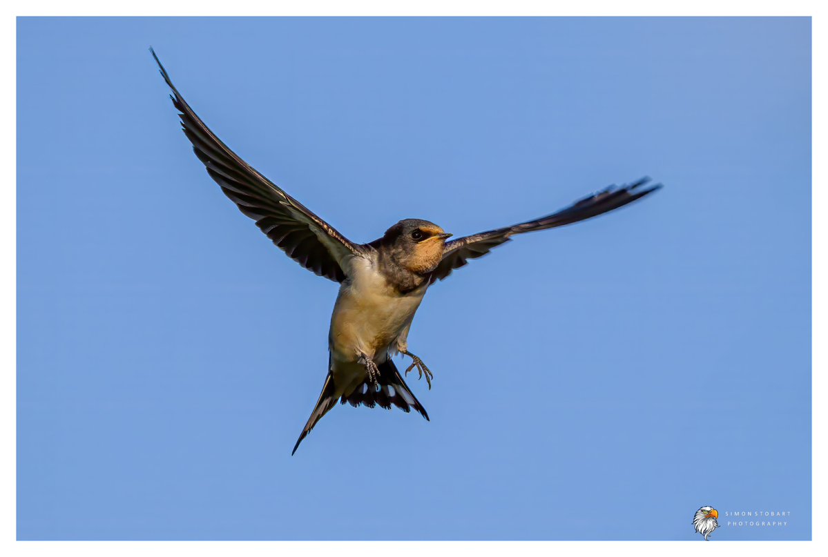 πππ’π€π£ ππ©π€πππ§π© π¦π¦π¦ (@sherburnsi) on Twitter photo Swallow on Teesside.
<a href="/teesbirds1/">teesbirds</a>
<a href="/teeswildlife/">Tees Wildlife</a>
<a href="/DurhamBirdClub/">Durham Bird Club</a>
<a href="/Natures_Voice/">RSPB</a>
<a href="/NatureUK/">NatureUK</a>
<a href="/WildlifeMag/">BBC Wildlife</a>
<a href="/BBCSpringwatch/">BBC Springwatch</a>
<a href="/NTBirdClub/">Northumberland & Tyneside Bird Club</a>
<a href="/UKNikon/">Nikon UK & Ireland</a>
#naturephotographyday #birds #wildlifephotography Swallow on Teesside.
<a href="/teesbirds1/">teesbirds</a>
<a href="/teeswildlife/">Tees Wildlife</a>
<a href="/DurhamBirdClub/">Durham Bird Club</a>
<a href="/Natures_Voice/">RSPB</a>
<a href="/NatureUK/">NatureUK</a>
<a href="/WildlifeMag/">BBC Wildlife</a>
<a href="/BBCSpringwatch/">BBC Springwatch</a>
<a href="/NTBirdClub/">Northumberland & Tyneside Bird Club</a>
<a href="/UKNikon/">Nikon UK & Ireland</a>
#naturephotographyday #birds #wildlifephotography