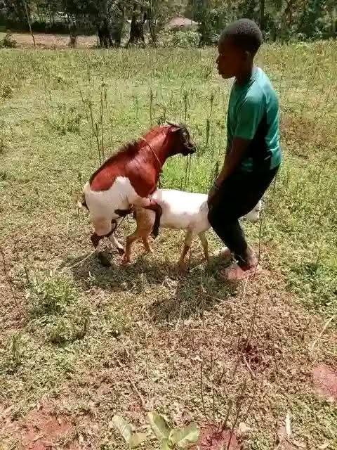 Atukebrian's tweet image. 