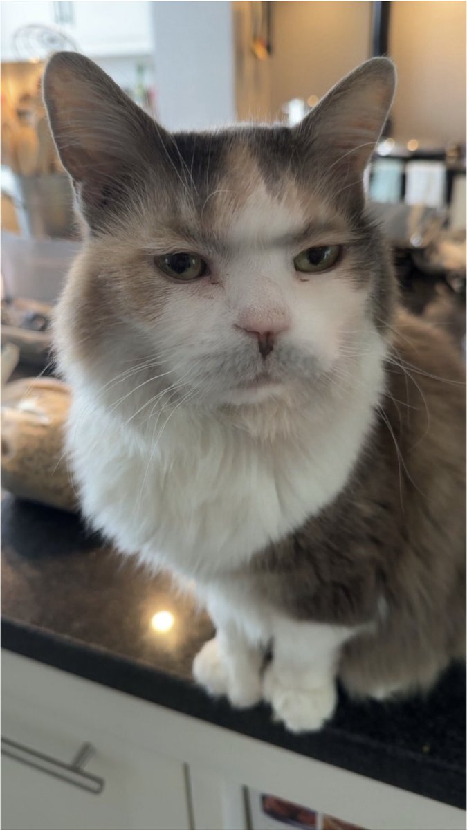 David Baddiel tweet media