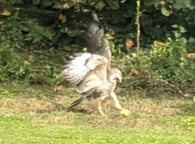 Neuzugang beim #Birding im Garten: ein Raubvogel, der mit einem Apfel kämpft