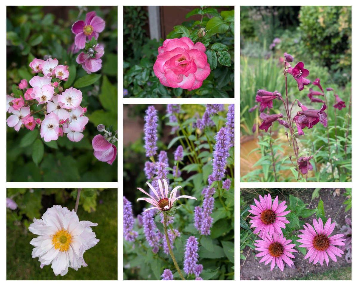 After a week of trauma with an elderly relative in law, here's my last minute #SixOnSaturday
#mylittlegarden 
Clockwise from top left - Rosa 'Ballerina', Rosa 'Handel', Penstemon 'Garnet', Echinacea 'Rubinstern', Agastache 'Blue Fortune' and Anemone 'Frilly Knickers' 🌸