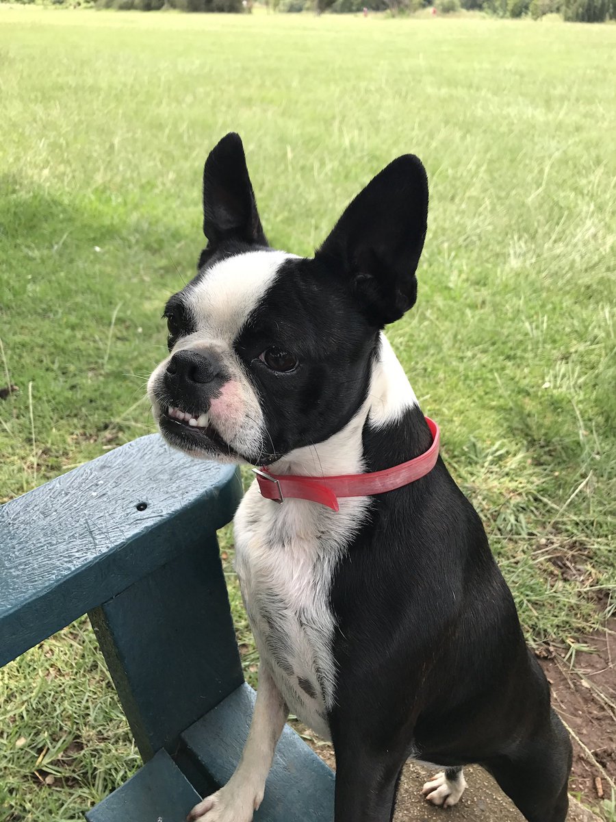 nas_diva's tweet photo. Today my Chelsea left this earth, 5 years after my sister. Born to be a girl from the North, she loved pancakes, eggs, biltong and treats that she often referred to as “what in the woolies”?!? She left this world in the arms of her fav human, my husband💓
15 May 2014 - 9 Aug 2025 https://t.co/zlwQMzEza2