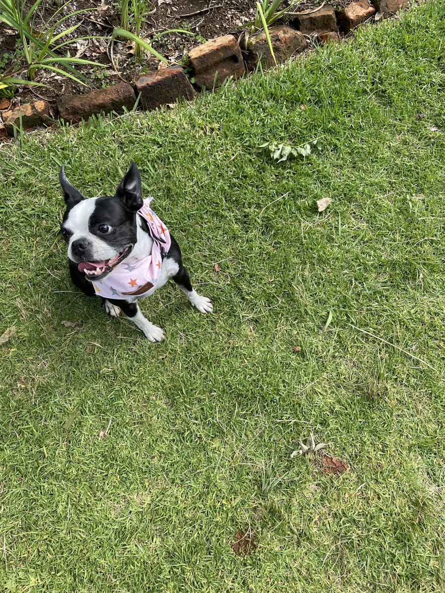 nas_diva's tweet photo. Today my Chelsea left this earth, 5 years after my sister. Born to be a girl from the North, she loved pancakes, eggs, biltong and treats that she often referred to as “what in the woolies”?!? She left this world in the arms of her fav human, my husband💓
15 May 2014 - 9 Aug 2025 https://t.co/zlwQMzEza2