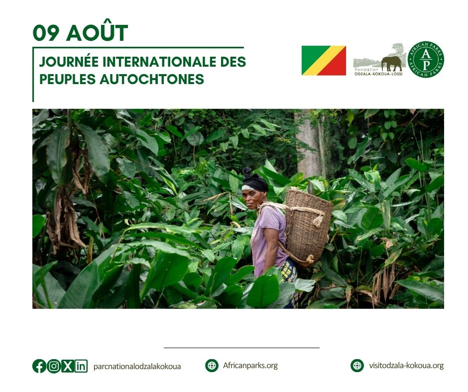 🌿Célébrons la Journée Mondiale des Peuples Autochtones à Odzala-Kokoua ! 🌿
Aujourd'hui, nous mettons à l'honneur les communautés autochtones de notre magnifique parc national et ses périphéries! 🤝🌍
👉bit.ly/3UTTKM2