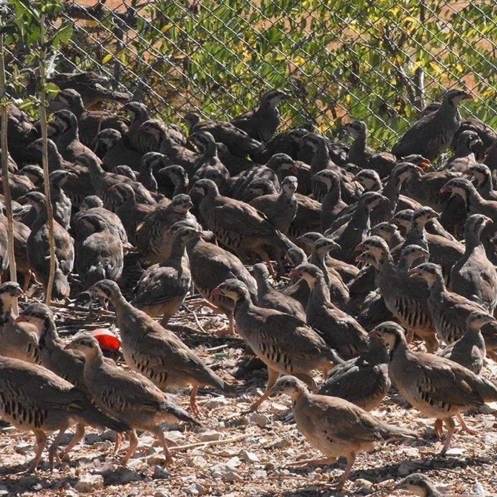 Türkiye'de bu yıl 32 bin 100 keklik ve 1650 sülü, keneyle mücadele için doğaya salındı.