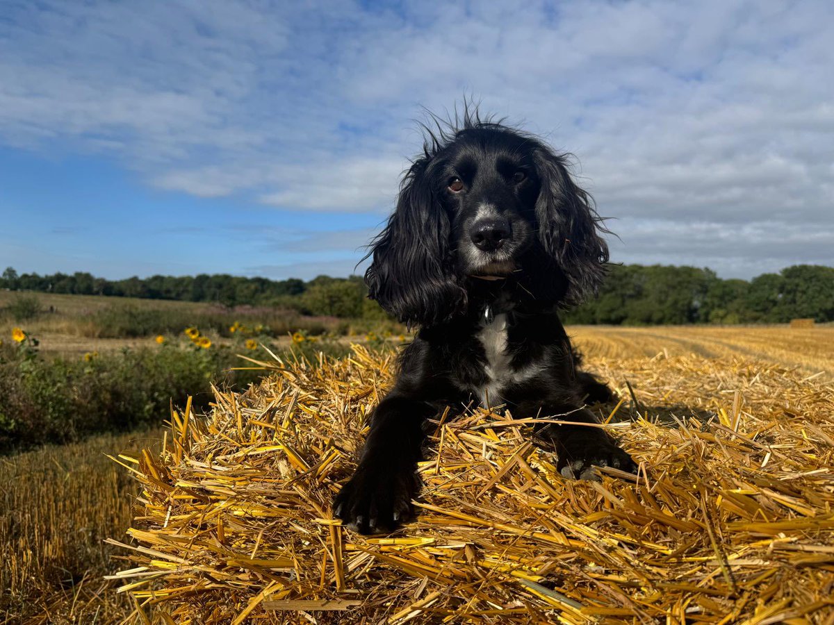 Saturday Morning done right ✅🐶☀️
📍 Sibbertoft, Northamptonshire