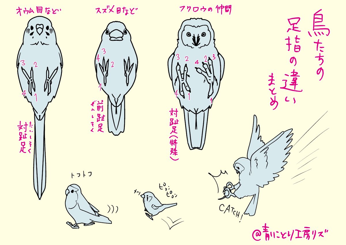 ことり解体新書・ゆるふわ!
こんばんは、リズです。
今夜は久しぶりに簡単な図解も書き下ろして小鳥の足のしくみと動き方の解説❣️
小鳥の足って、皆同じように見えても、品種によって使い方や機能がぜんぜん違うんですよ。