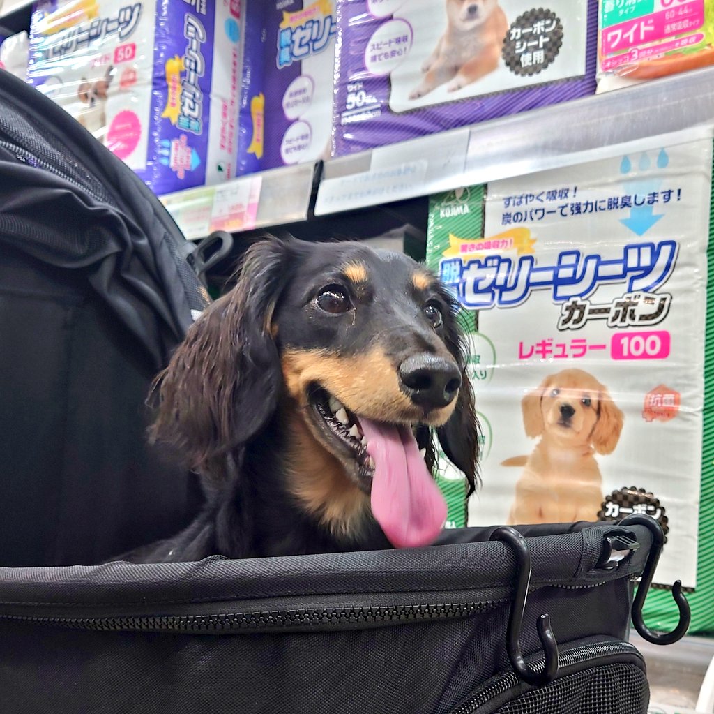 ペットのコジマへ⁡

⁡#ペットのコジマ⁡
⁡#ペットのコジマ竹ノ塚⁡
⁡#義実家 #レン #男の子
#1歳 #ダックスフンド
#ミニチュアダックスフンド
#ミニチュアダックス
#ブラックタン