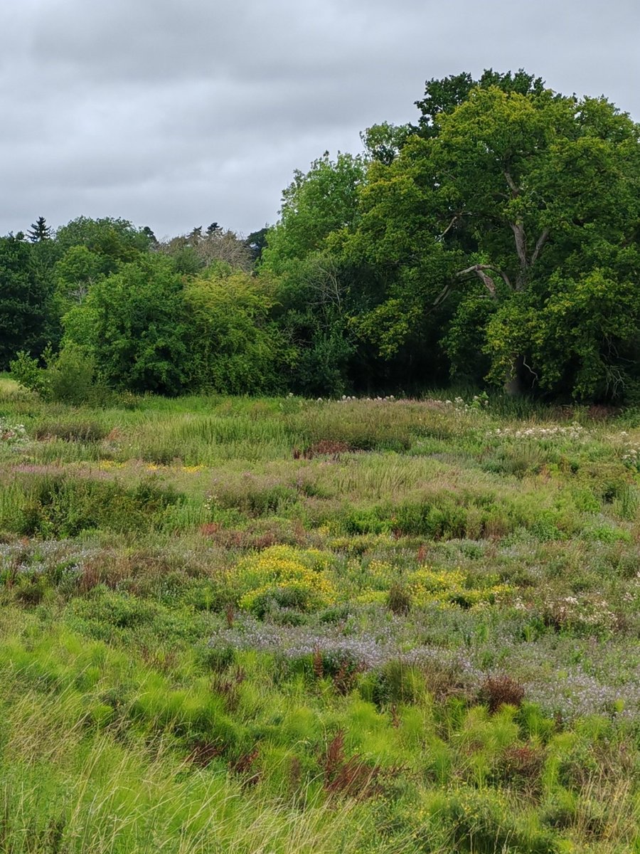 Floodplain of River Len as it meanders through the Len Valley close to the growing settlements of Otham and Bearsted. Maidstone Council is seeking an extension to the Kent Downs National Landscape to protect the valley. <a href="/NESussexandKent/">Natural England - Sussex and Kent Team</a> <a href="/KentWildlife/">Kent Wildlife Trust</a> <a href="/KentFieldClub/">Kent Field Club</a> <a href="/maidstonebc/">maidstonebc</a>