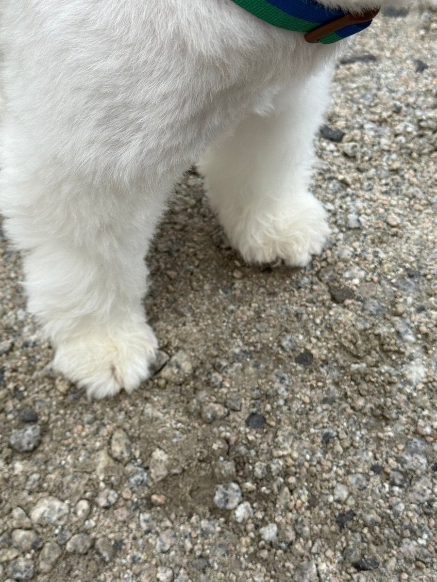 💬 ─ UPDATE

🐼 [📸]
🐼 Les pattes de mon chauffeur