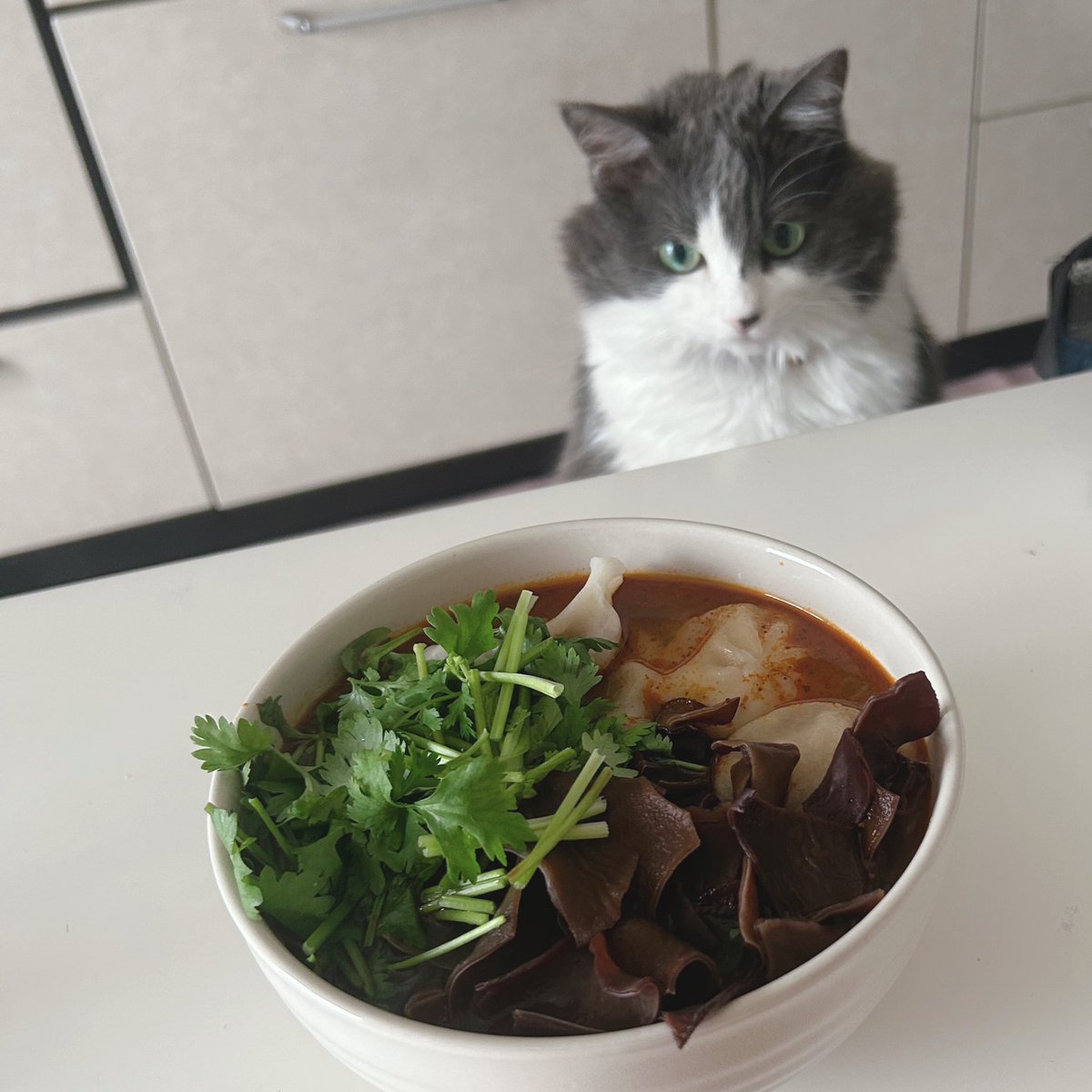 マーラータンと睨めっこ中☆

ニャーラータンまたはマーラーニャン‼️🐈‍⬛

#MIHALBLOG #猫 #ネコ #ニャンコ #ペット #マーラータン #猫好きさんと繋がりたい