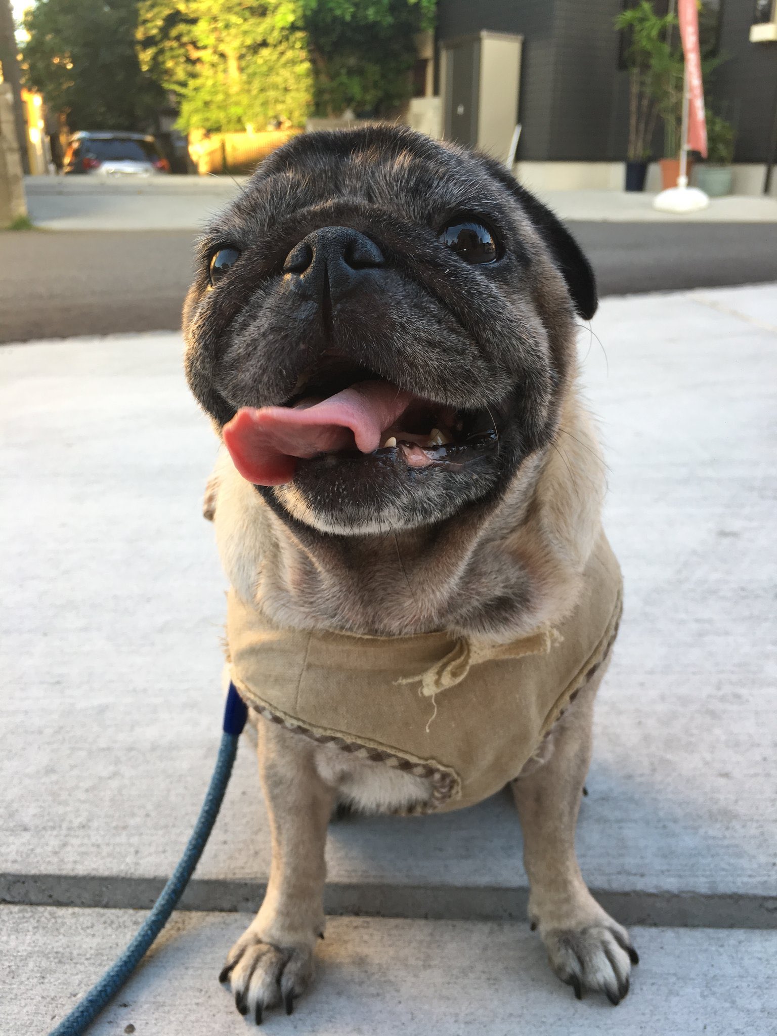 salsation パグが好き様 salsation パグが好き様 パグが好き ( I Love Pug )