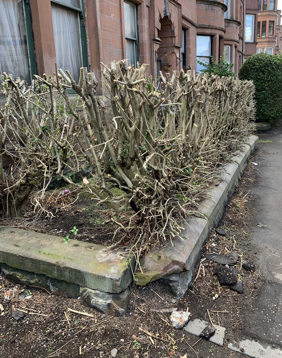 DavidofPartick's tweet image. When you go to the Turkish barber and ask for a tidy up and a wee bit off the back and sides…