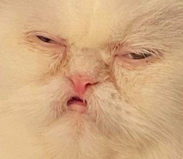 AceOfTwitch 👑 Flashbang King 🔜TwitchCon EU (@aceoftwitch) on Twitter photo Has anybody ever gotten a good decent sleep after turning 20? I haven't gotten a good sleep in so long, this cat is the only proper way to express it Has anybody ever gotten a good decent sleep after turning 20? I haven't gotten a good sleep in so long, this cat is the only proper way to express it