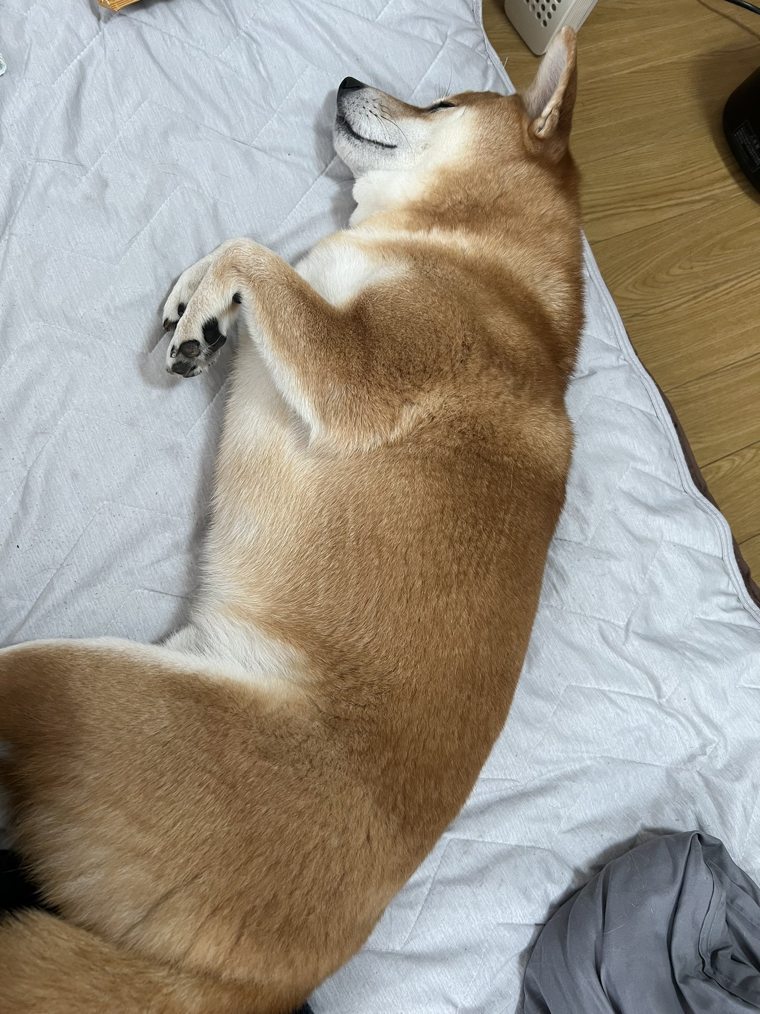 イヌ すゞ柴 （柴犬いぶき） on X: 
