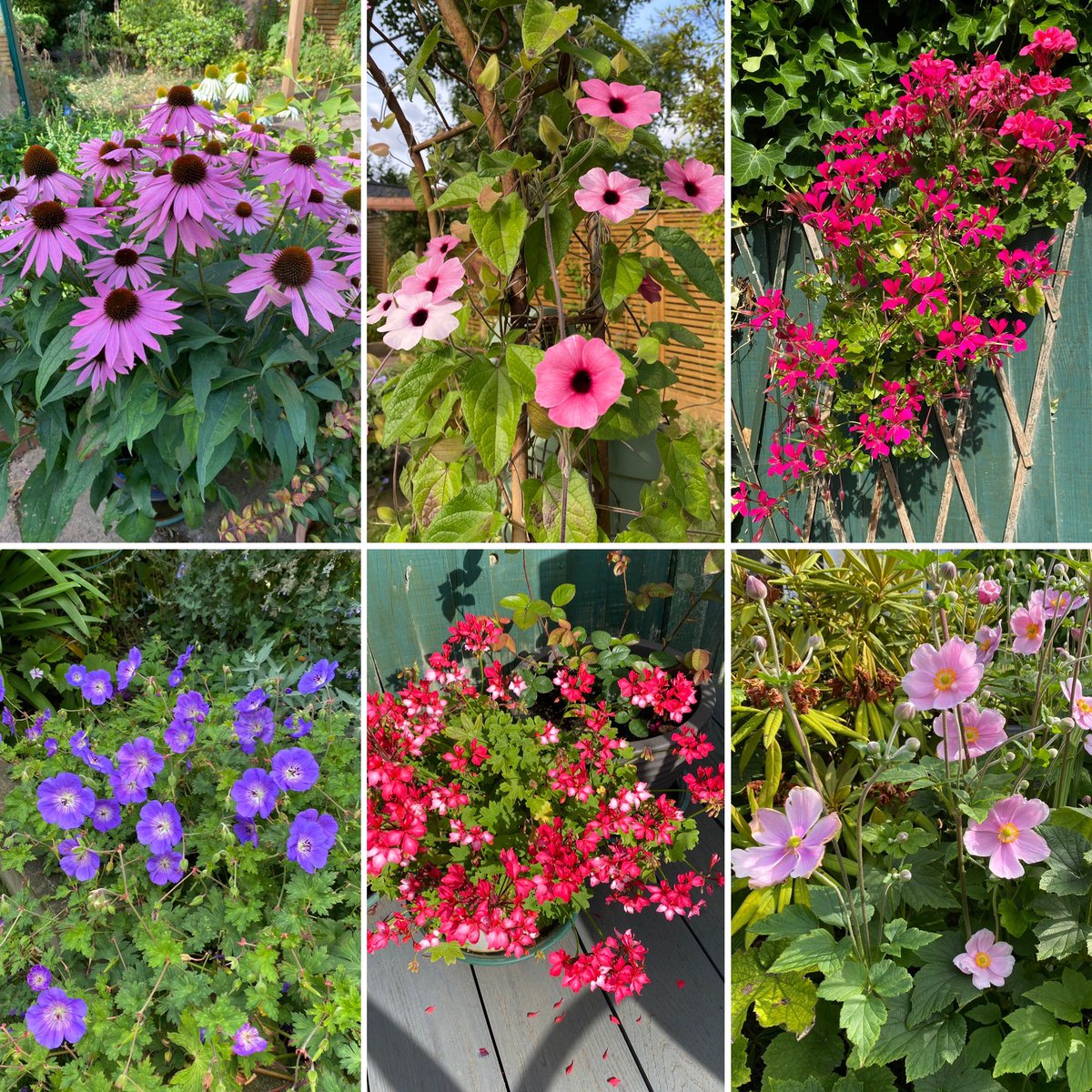 GillMMcN's tweet photo. #sixonsaturday #echinacea #thunbergia #pelargonium #hardygeranium #Japaneseanemone https://t.co/195E6sQymC