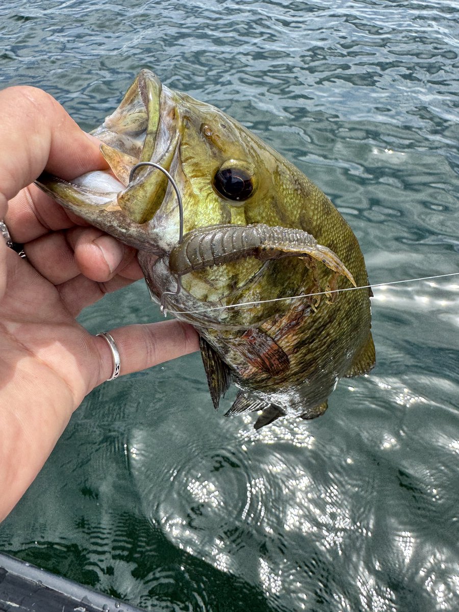 Yasu_ChampionGO's tweet image. 夏休み桧原湖プリプラクティススタート😊。開始2投目からエクスライダーシュリンプJr.にヒット‼️。からの〜、昨夜完成したオリジナルプロトルアーでも速攻でヒット。プロトロッドも良い感じ。今日はのんびり出船しましたが、楽しくプラクティスできました♪
#tailwalk #BaitBreath