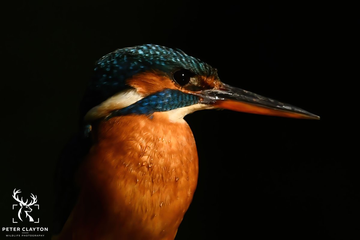 A close-up of a beautiful kingfisher. This shot was captured entirely in camera with no editing needed. The striking black background was achieved by using a low-key photography technique which helps keep the shot simple yet atmospheric. #kingfisher #wildlifeart #birdphotography