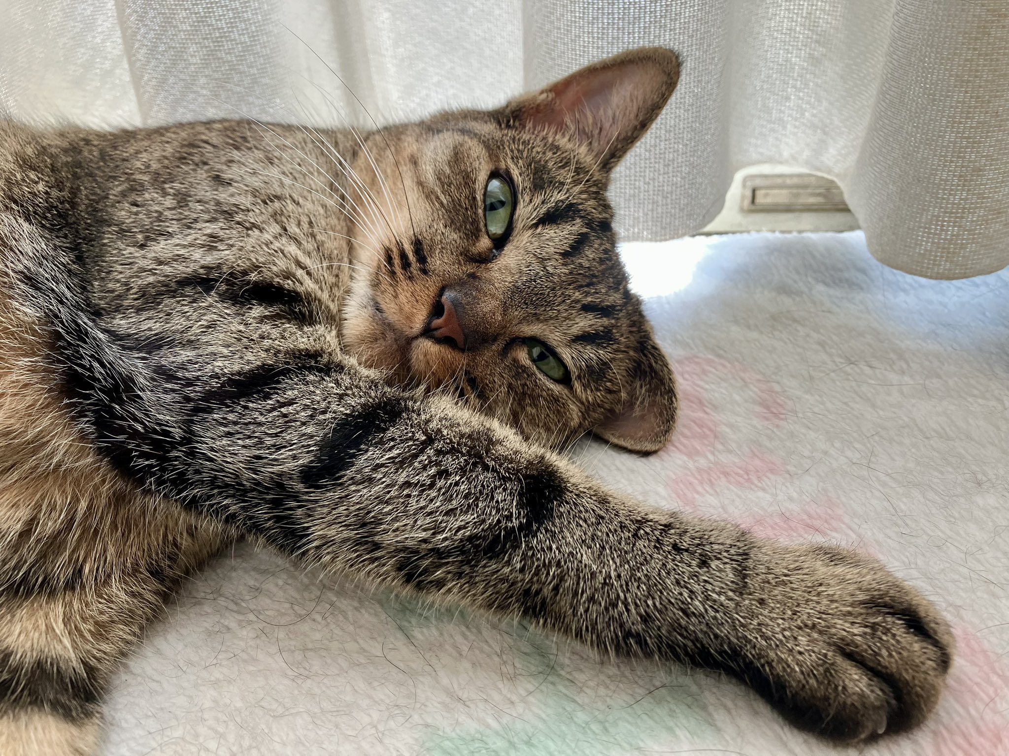 ミントネコページ ミント‼️ 告知だにゃ！ mint‼️ #ねこ #猫 #cat 猫色色 2020