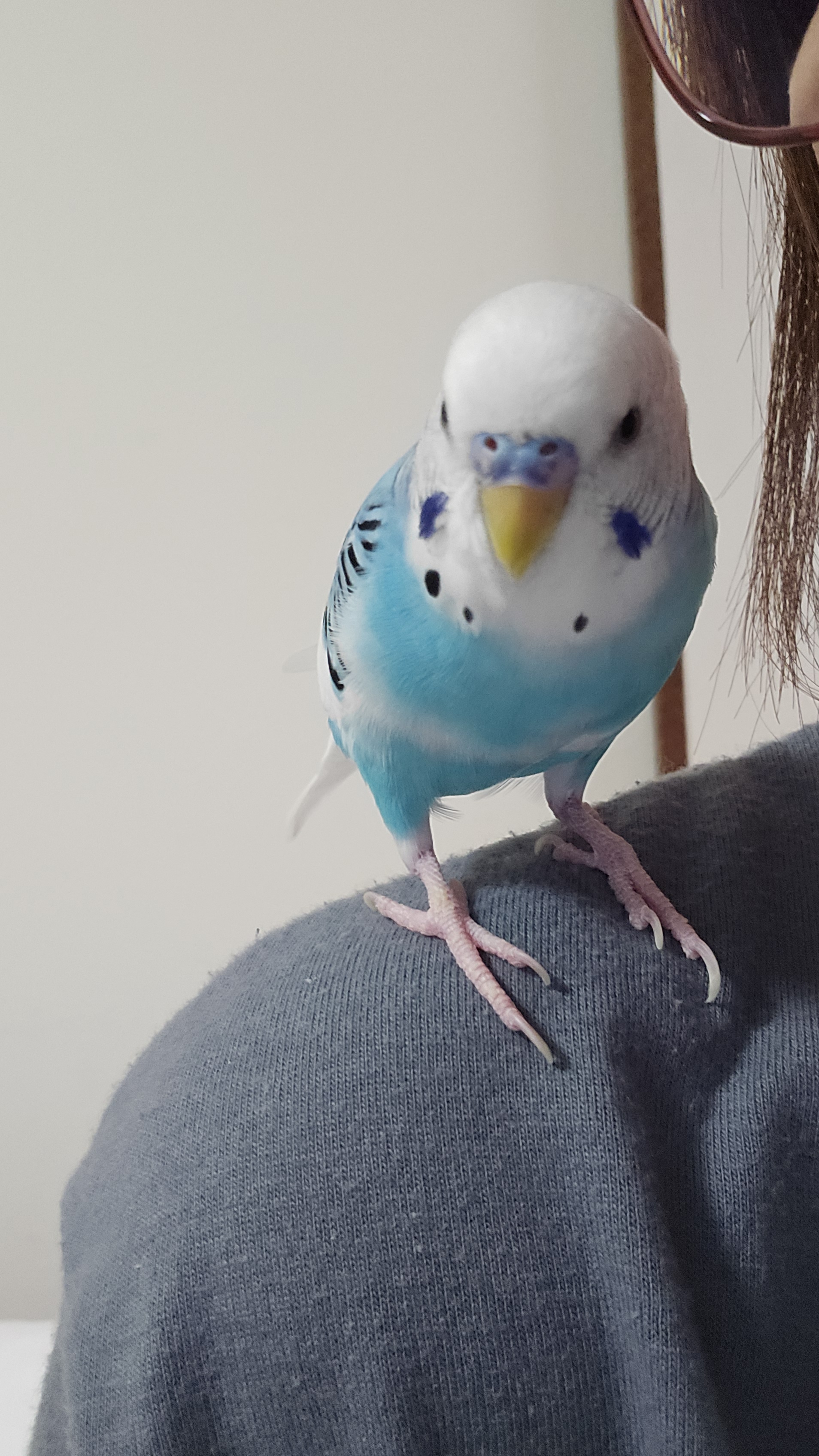 ❤️大量３２冊★鳥っこ倶楽部 全１６巻 全初版・全帯付き・インコ・鳥アンソロジー 71m+mNTThiL._UF350,350_QL50_.jpg