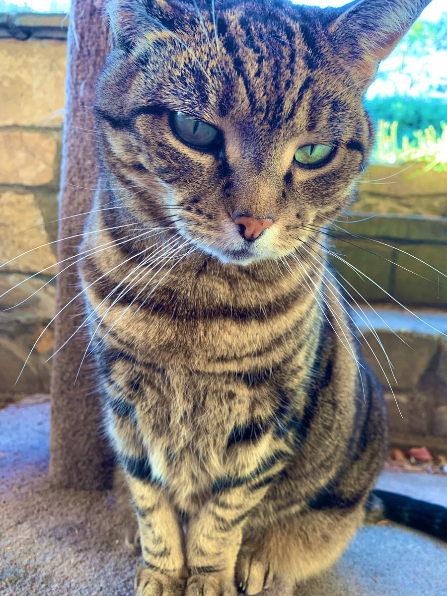 Sassy 🧡and 🌈 This Puss 🌈 tweet media