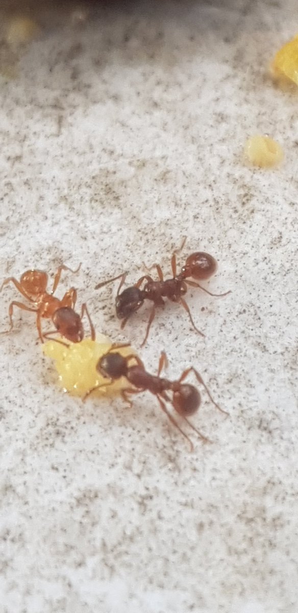 Daesy55676957's tweet image. #BirKapSuBirKapMama lütfen🙏😻