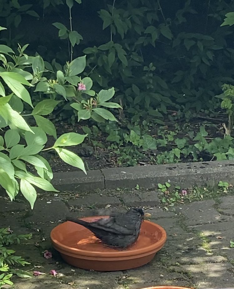 Daesy55676957's tweet image. #BirKapSuBirKapMama lütfen🙏😻