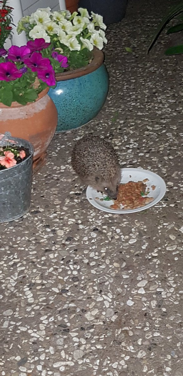 Daesy55676957's tweet image. #BirKapSuBirKapMama lütfen🙏😻