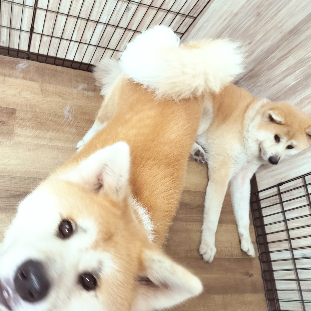 chamomi_wanwan's tweet photo. 8/9 フリーサークルのお写真かも🦆

🐕https://t.co/ksB1nCMild
🐩https://t.co/0hH2jTuH0y
🌺https://t.co/2MiDrP051B

✼••┈••✼••┈••✼
#戸塚区 #栄区 #横浜
#秋田犬 #ダップー
#ミニチュアシュナウザー
#チワズー #トイプードル
#マルプー #チワプー #シーズー
#チワワ #ミックス犬 https://t.co/waPnIEW5DU