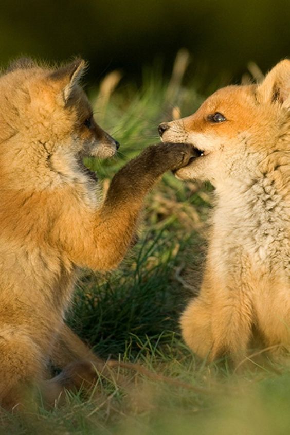 Wild Nature tweet media