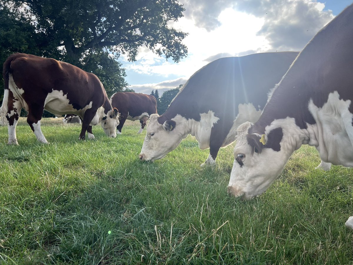Boycefield Herefords tweet media