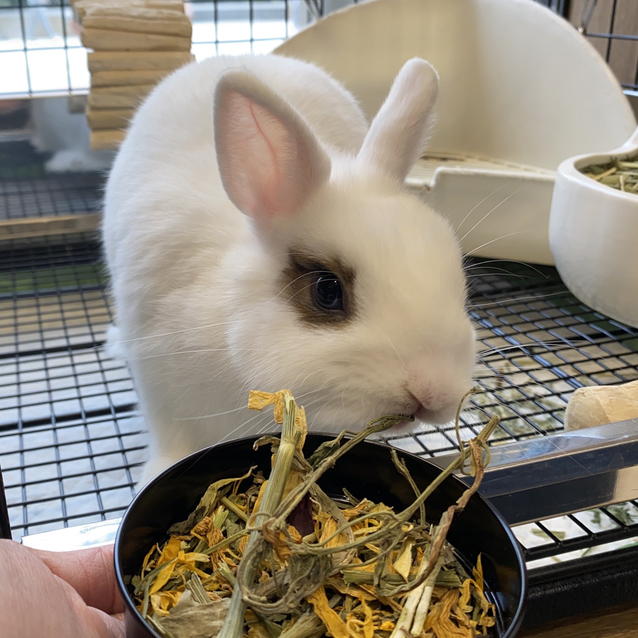 ミルフィオリ　　合言葉うさぎ様用です うさぎのしっぽオリナス錦糸町店 on X: 