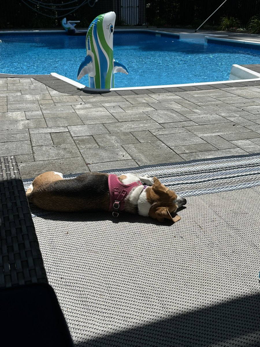 staceystring's tweet image. Nahla, the sun goddess 😂😂😂