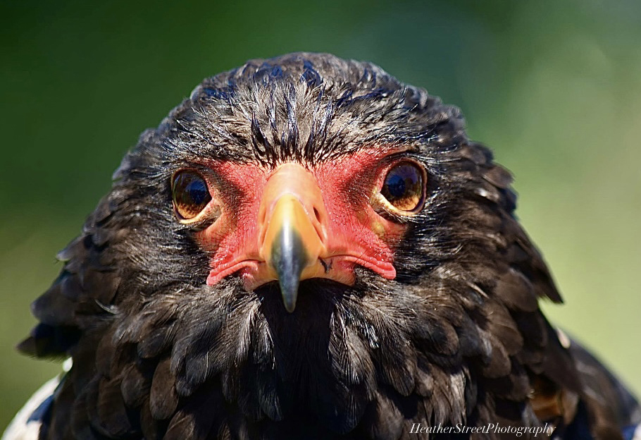 This amazing close-up photograph of Angelo our Bateleur Eagle was taken by Heather Street Photography while visiting Paradise Park on holiday. 👏
You can see Angelo in the 'Eagles of Paradise Display' at 11.30am (weather permitting).
Thank you for sharing Heather 🙂