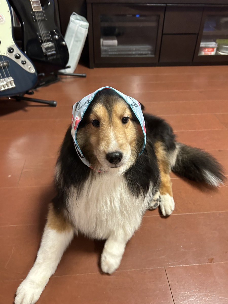お掃除ずきんちゃん🧹