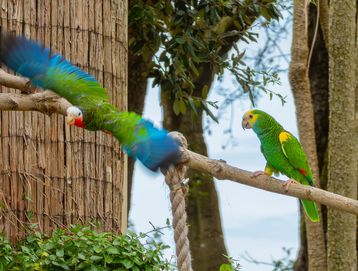 'Blue' the Yellow-shouldered Amazon parrot looks on as 'Havana' a Cuban Amazon parrot takes off during the 3pm 'Free Flying Bird Show'.
For full details of the daily events please click here  paradisepark.org.uk/events.../dail…
Photograph by Josh Ryan Murray