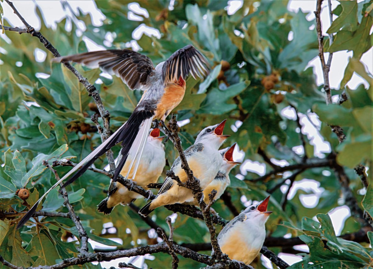 A father scissor-tailed flycatcher flying in to feed his babies.
#birding 
#birdphotography