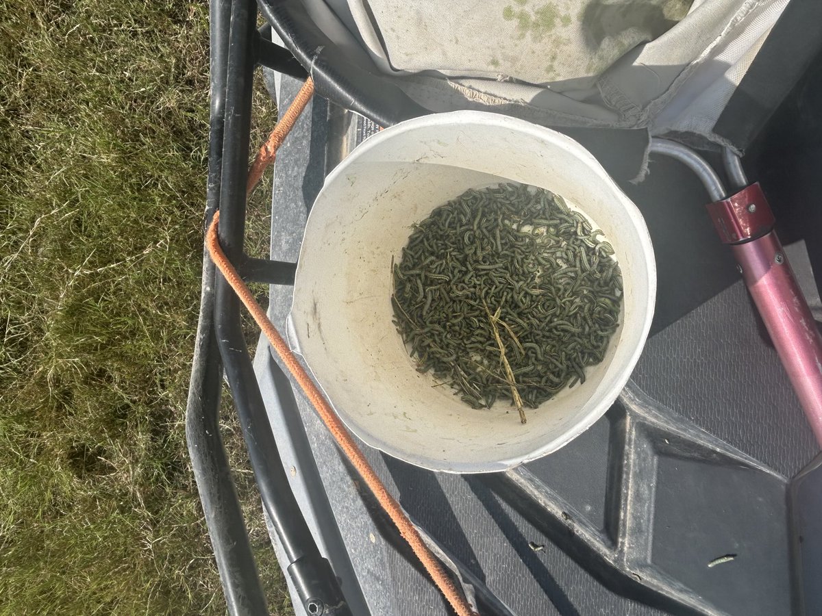 Sterling Clifton, CCA 🌾#agforautism🧩 tweet media