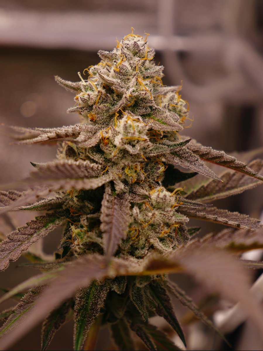 fullmoonfarms707 (@fullmoon7071) on Twitter photo Tropic’Ozz 🦜🏝️🍒🍑🥭
Tropicana Cherry x Peach Ozz 
Seeds from @bro.coli.lu Tropic’Ozz 🦜🏝️🍒🍑🥭
Tropicana Cherry x Peach Ozz 
Seeds from @bro.coli.lu