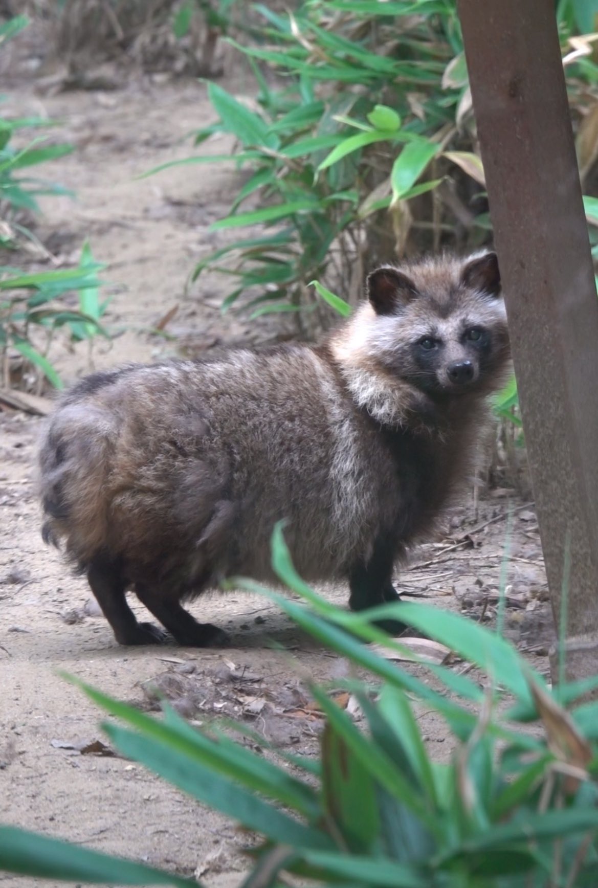 たぬき Cheng-Ren🦊🐺 on X: 