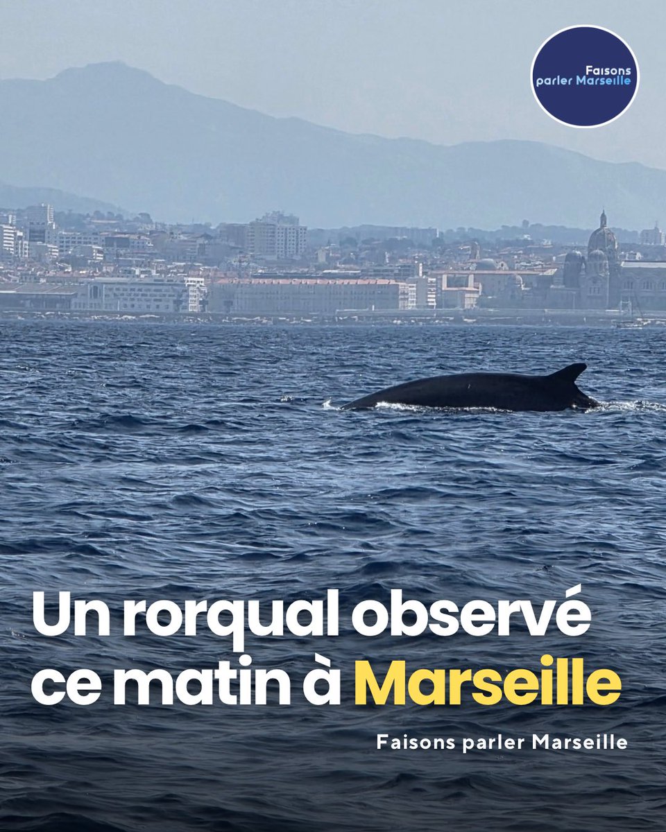 Faisons parler Marseille (@faisonsparler) on Twitter photo đŠ Ce matin, un rorqual, deuxiĂšme plus grand animal de la planĂšte a Ă©tĂ© aperçu Ă #Marseille.
đž Merci Ă <a href="/dark_massilia/">Dark Massilia</a> ! đŠ Ce matin, un rorqual, deuxiĂšme plus grand animal de la planĂšte a Ă©tĂ© aperçu Ă #Marseille.
đž Merci Ă <a href="/dark_massilia/">Dark Massilia</a> !