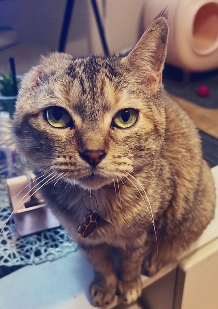 Feliz cumpleaños a mi Aurorita 🐱❤️
🎁🎈🎊🎉🥳
Por muchos años más ❤️❤️❤️