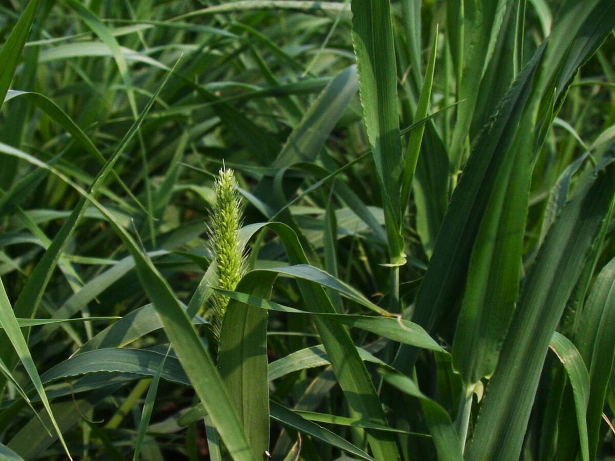 As Canadian farmers plant less barley in 2025, what does it mean for cattle feeders? vist.ly/32ttj