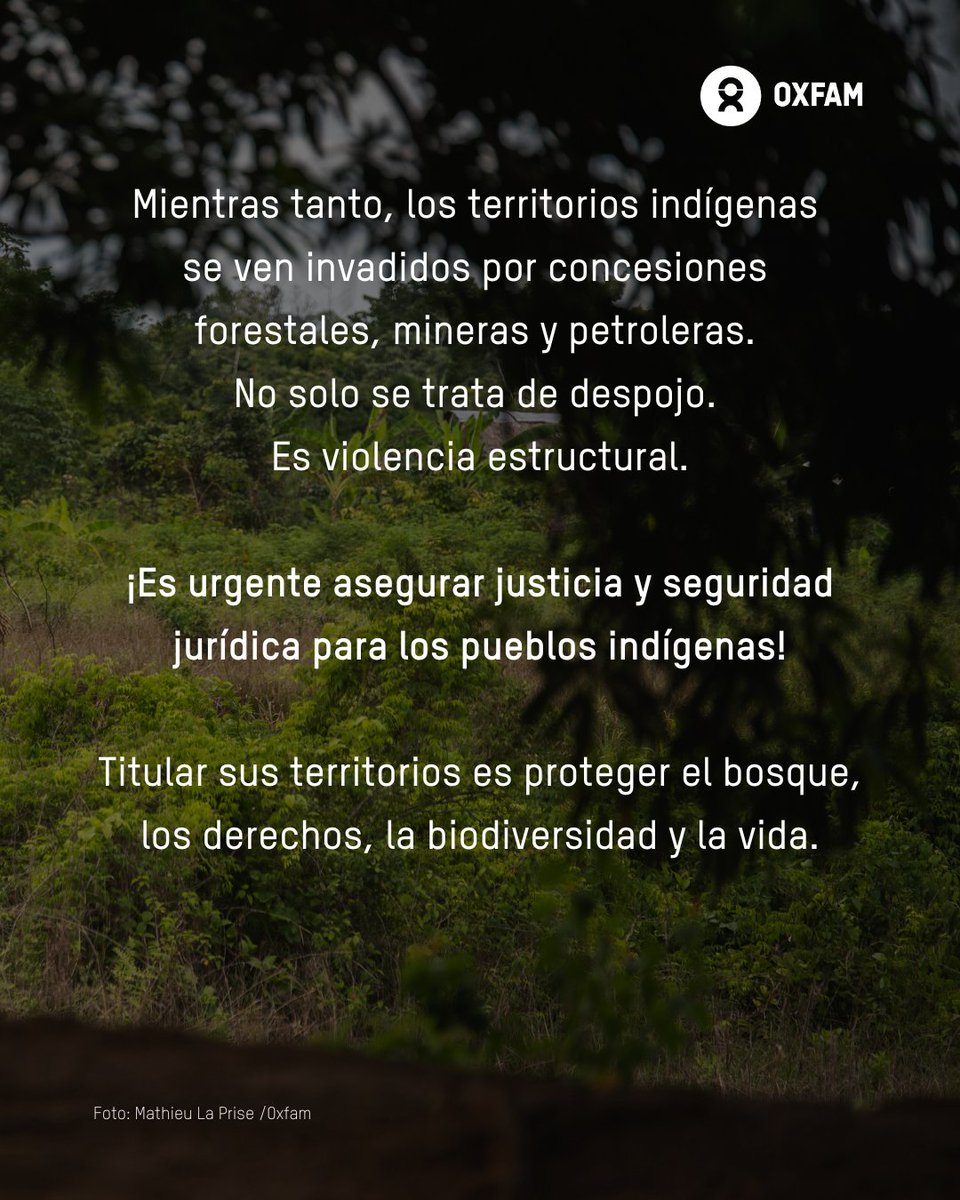 Una empresa: 9 meses para titular su terreno.
Una comunidad indígena: décadas.

En Ucayali, +100 comunidades esperan, mientras concesiones mineras, forestales y petroleras invaden sus territorios.

Titular es justicia.
Titular es vida. 🌱✊🏽

#DiaInternacionalDeLosPueblosIndígenas