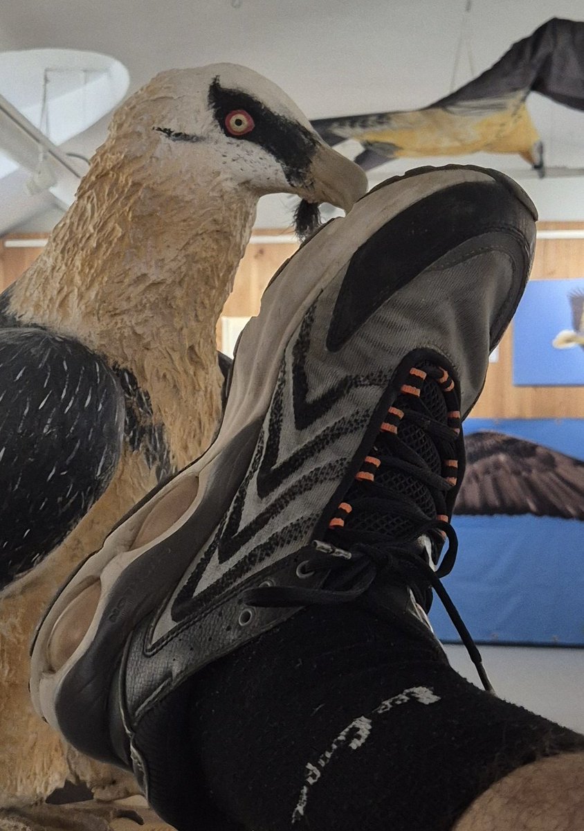 Tous les oiseaux sont à mes ieps meme le plus dominant des oiseaux l’es ... alors qu'est ce que t'attends pigeon pour que je te déguste jusqu'aux os ... 😏👇🧎‍♂️💸🔥😈