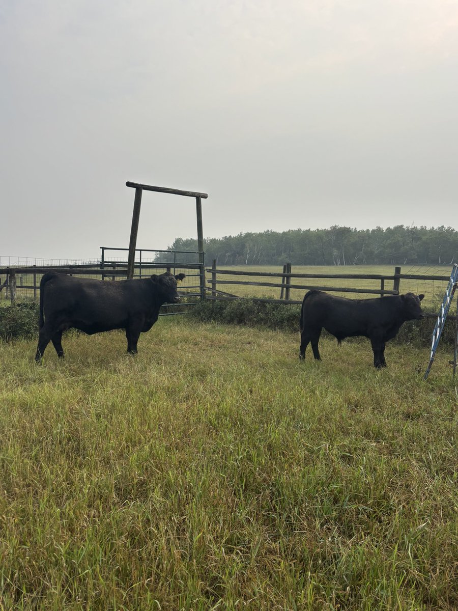 Our show season continues today as we take this 2 year old and her March bull calf to the Turtleford Fair

Tune in next week as we prepare for our next show 9 months from now at the local 4-H show