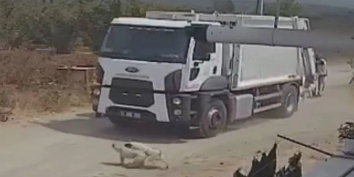 Dog Desk Animal Action tweet media