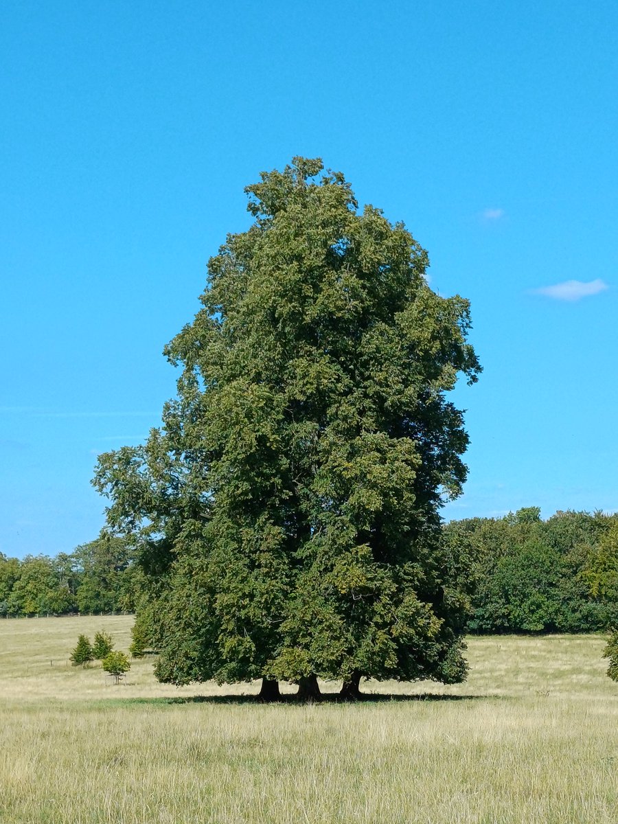 handsofmagic's tweet image. I thought this was one tree when I took the photo ... now looking at the photo I can see that it has 3 trunks! #TreeClub #PolesdonLacey