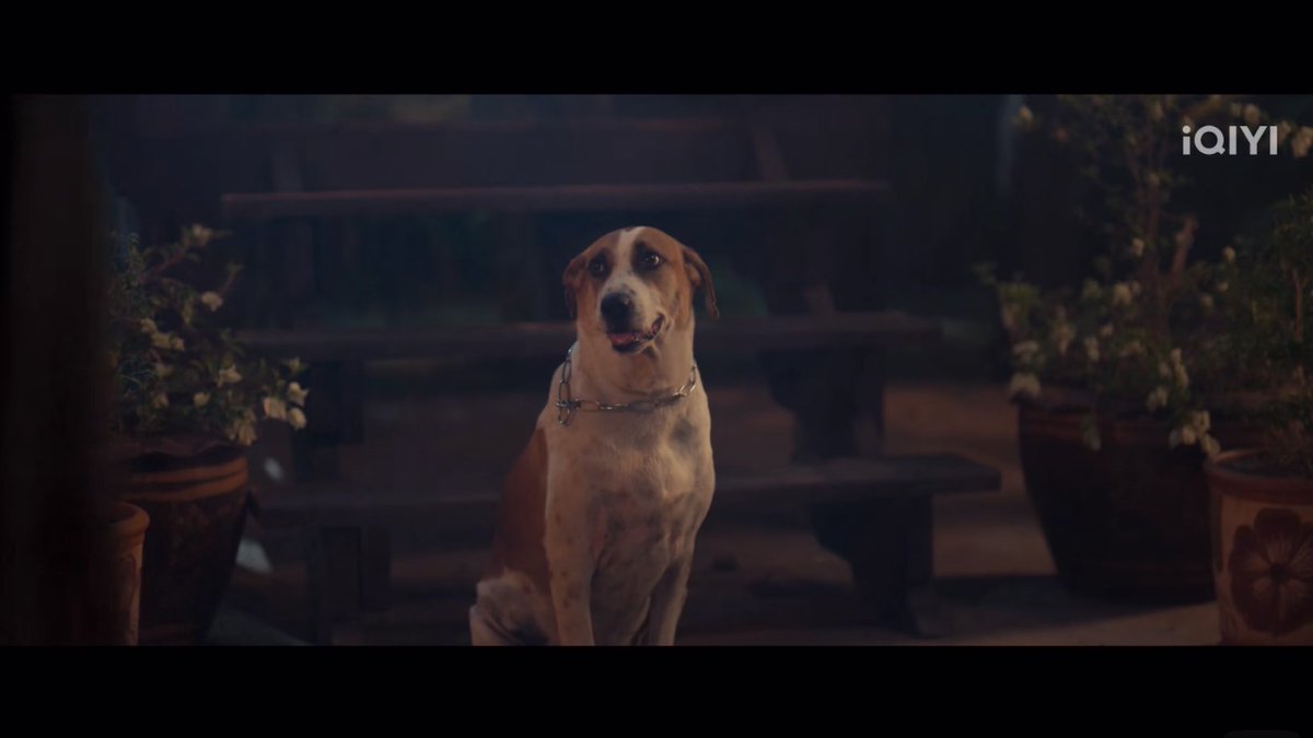 Chom_Pooooo's tweet image. ทีมแคสเขาเป๊ะมากนะ ไม่เว้นแม้แต่น้อลนักแสดงสมทบตุวนี้ เหมือนยันลายขน
ลูกหมา ที่เขมเคยช่วยชีวิตไว้ตอนเด็กๆ
กลายเป็นหมาใหญ่มีชีวิตอยู่สมบูรณ์แข็งแรง
เติบโตมาอย่างดีจริงๆ คนไทยเลี้ยงไรก็อ้วมมม

Khemjira The Series EP1
#เขมจิราต้องรอดEP1