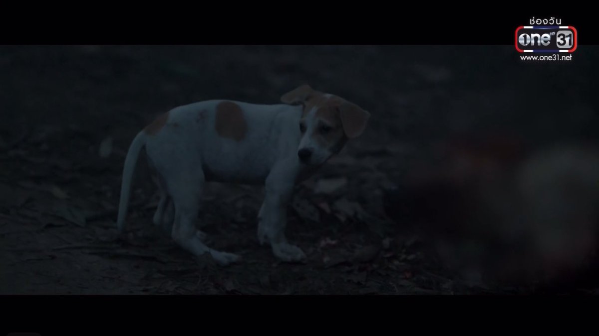 Chom_Pooooo's tweet image. ทีมแคสเขาเป๊ะมากนะ ไม่เว้นแม้แต่น้อลนักแสดงสมทบตุวนี้ เหมือนยันลายขน
ลูกหมา ที่เขมเคยช่วยชีวิตไว้ตอนเด็กๆ
กลายเป็นหมาใหญ่มีชีวิตอยู่สมบูรณ์แข็งแรง
เติบโตมาอย่างดีจริงๆ คนไทยเลี้ยงไรก็อ้วมมม

Khemjira The Series EP1
#เขมจิราต้องรอดEP1